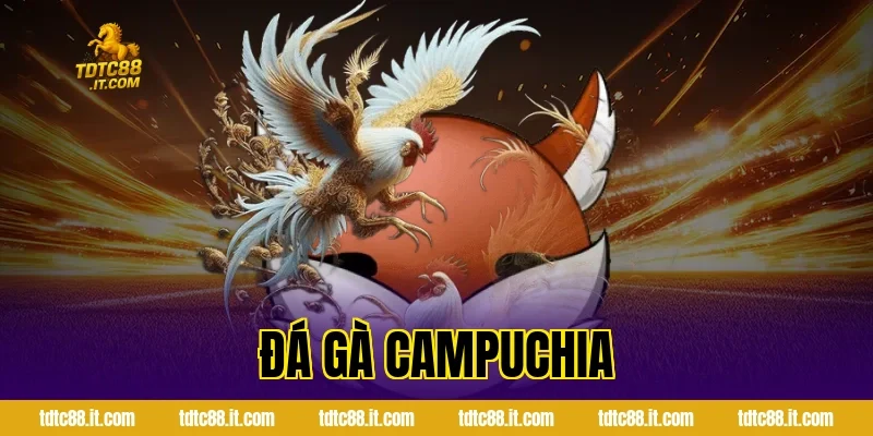 Đá Gà Campuchia TDTC – Trường Gà Nổi Tiếng Và Luật Chơi 11 Đá Gà Campuchia TDTC – Trường Gà Nổi Tiếng Và Luật Chơi