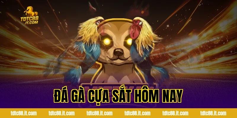 Đá Gà Cựa Sắt Hôm Nay TDTC – Thông Tin Và Nhận Định Hot 6 Đá Gà Cựa Sắt Hôm Nay TDTC – Thông Tin Và Nhận Định Hot